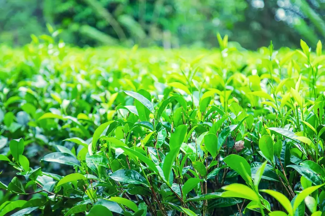 Tea bushes