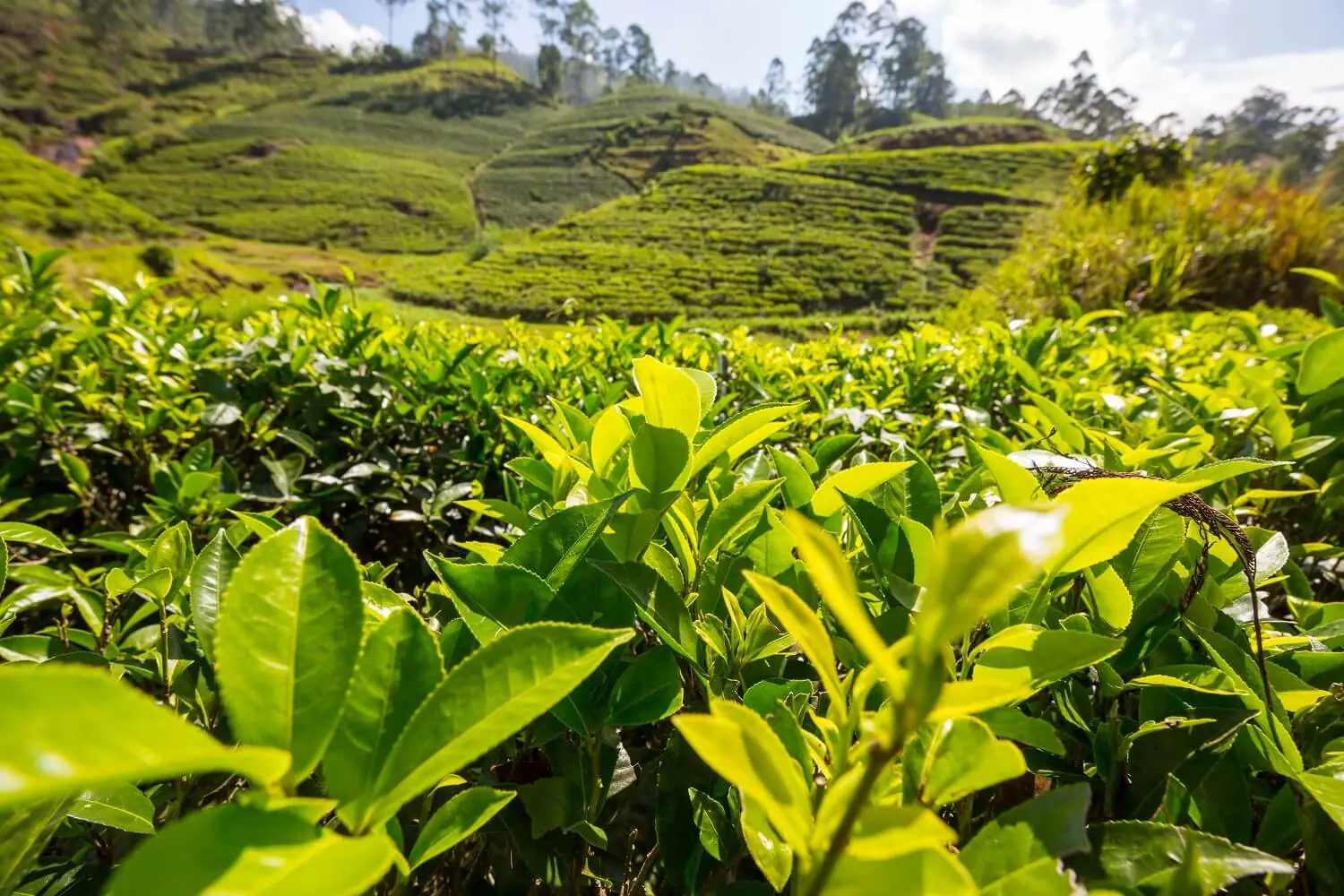 Tea gardens on rolling hills