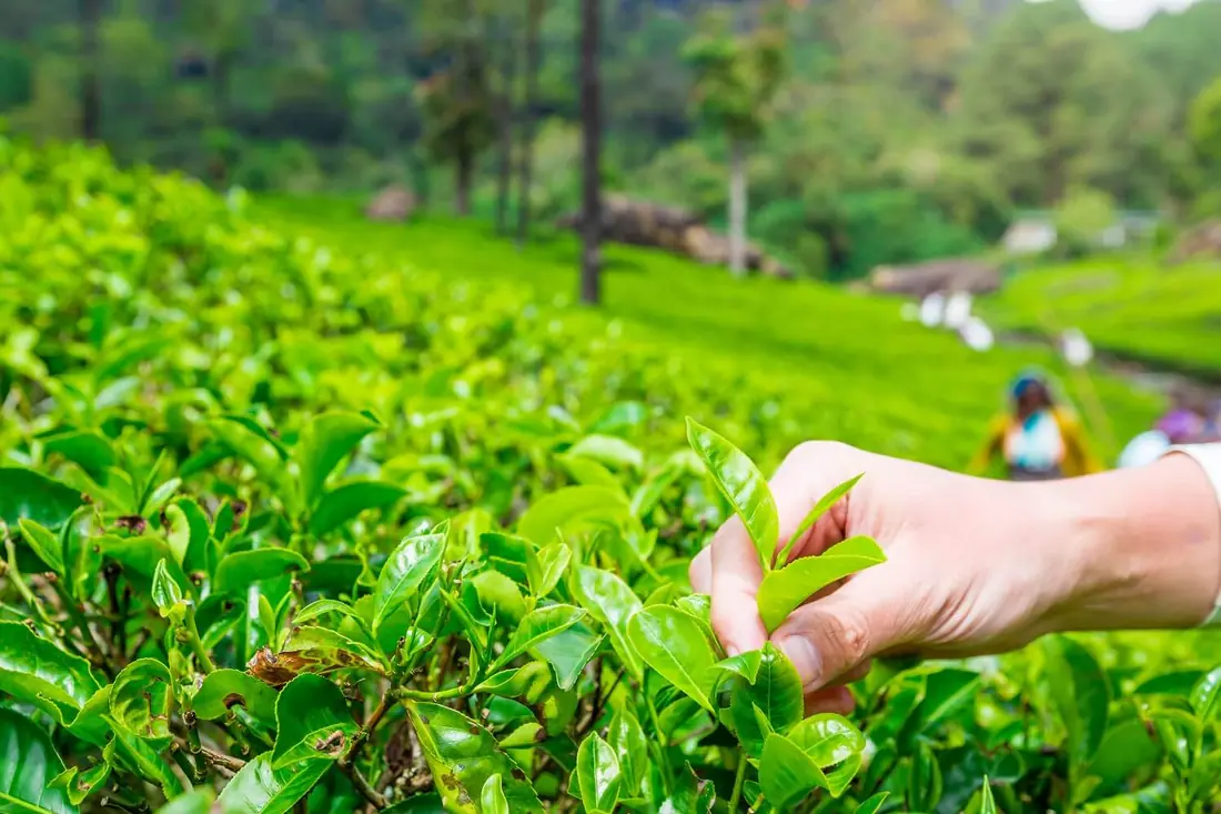 Hand picking tea leaves